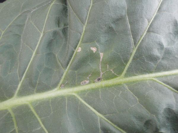 Thumbnail image for Tobacco - Copper (Cu) Deficiency